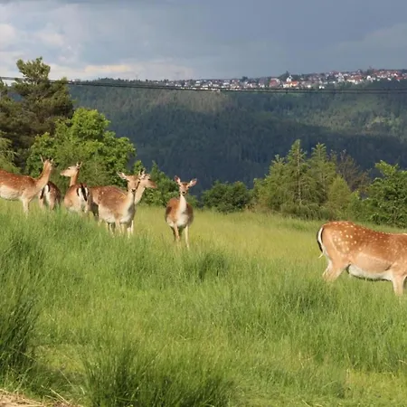 Lovely In The Black Forest Villingen-Schwenningen
